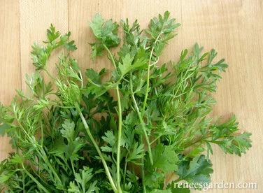 Bac Lieu Cilantro 6 Bac Lieu Cilantro - Image 4