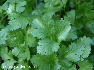 Cilantro 4 Cilantro - Image 2