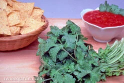 Heirloom Cilantro -Parkseed Shop cilantro slow bolt 72dpi 010 d6c115ea 286f 4f61 972a 4976f9aba12a