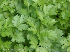 Slow-Bolt Cilantro -Parkseed Shop cilantro slow bolt 72dpi 02