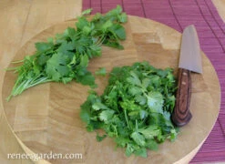 Heirloom Cilantro -Parkseed Shop cilantro slow bolt 72dpi 03 6e1ddb7f 9153 4763 931d cc9c0eef4a7e