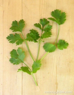 Heirloom Cilantro -Parkseed Shop cilantro slow bolt 72dpi 06 7509acf0 8b32 4872 a224 f0cbb5f73720