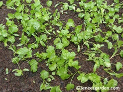 Bac Lieu Cilantro 11 Bac Lieu Cilantro -Parkseed Shop cilantro vietnamese72dpi 04 1 bba8781a 11da 4327 ae06 e0c78a133e83