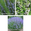 Plant Trio II: Rosemary, Variegated Lemon Thyme & Lavender - 1 Ea. -Parkseed Shop culinary herbs trio II 07e5551f 74ee 40ce af56 8af2ffb3c747