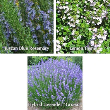 Plant Trio II: Rosemary, Variegated Lemon Thyme & Lavender - 1 Ea. 3 Plant Trio II: Rosemary, Variegated Lemon Thyme & Lavender - 1 Ea.