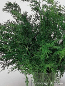 Dukat Leafy Dill -Parkseed Shop dill dukat 72dpi 02