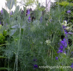 Dukat Leafy Dill -Parkseed Shop dill dukat 72dpi 4