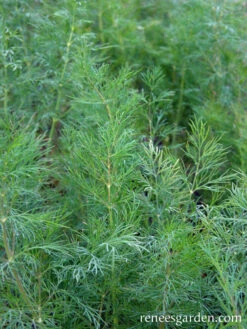 Leafy Diana 9 Leafy Diana -Parkseed Shop dill leafy diana 72dpi 02