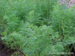 Leafy Diana 10 Leafy Diana -Parkseed Shop dill leafy diana 72dpi 03
