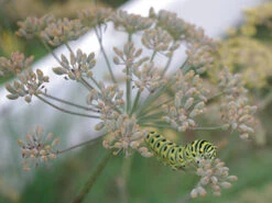 Leafy Diana 11 Leafy Diana -Parkseed Shop dill leafy diana 72dpi 04