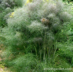 Smokey Bronze Fennel -Parkseed Shop fennel bronze 72dpi 03
