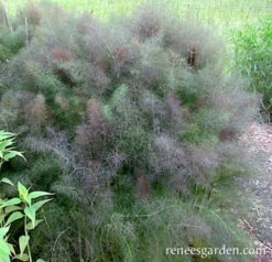 Smokey Bronze Fennel -Parkseed Shop fennel bronze 72dpi 1