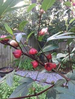 Zinger Hibiscus -Parkseed Shop hibiscus 72dpi 05