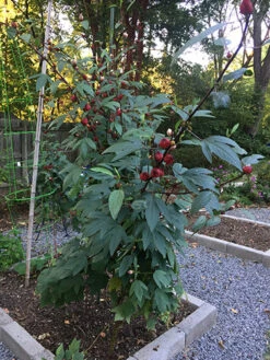 Zinger Hibiscus -Parkseed Shop hibiscus 72dpi 06