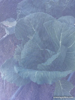 ProtekNet Insect Barrier Netting -Parkseed Shop insect netting close web