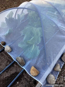 ProtekNet Insect Barrier Netting -Parkseed Shop insect netting rocks web