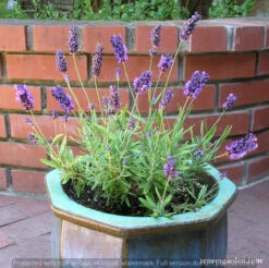 French Perfume Lavender -Parkseed Shop lavender container frenchperfume 03