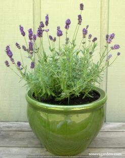 French Perfume Lavender -Parkseed Shop lavender container frenchperfume 04