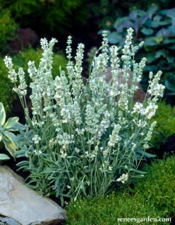 White Ice Lavender 16 White Ice Lavender -Parkseed Shop lavender container whiteice 01 1