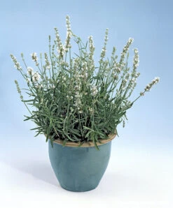 White Ice Lavender 18 White Ice Lavender -Parkseed Shop lavender container whiteice 03 1