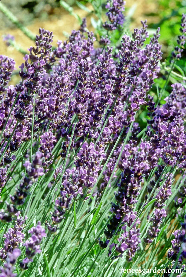 Lavender Hidcote 4 Lavender Hidcote - Image 2