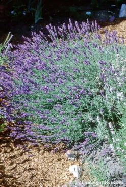 Munstead English Lavender 7 Munstead English Lavender -Parkseed Shop lavender munstead 02