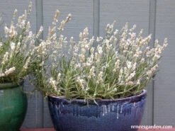 White Ice Lavender 22 White Ice Lavender -Parkseed Shop lavender whiteice 01 1