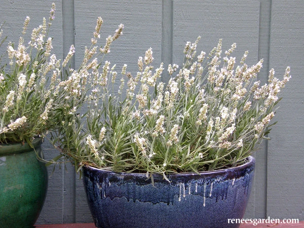 White Ice Lavender 11 White Ice Lavender - Image 9