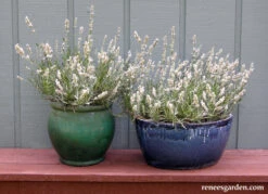 White Ice Lavender 23 White Ice Lavender -Parkseed Shop lavender whiteice 02 1