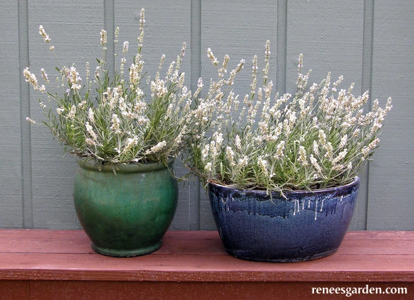 White Ice Lavender 12 White Ice Lavender - Image 10