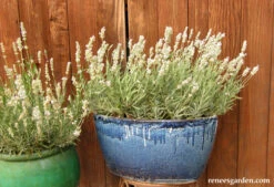 White Ice Lavender 24 White Ice Lavender -Parkseed Shop lavender whiteice 03 1