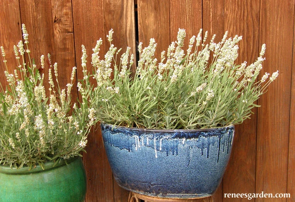 White Ice Lavender 13 White Ice Lavender - Image 11