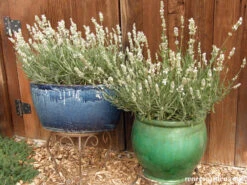 White Ice Lavender 25 White Ice Lavender -Parkseed Shop lavender whiteice 04 1