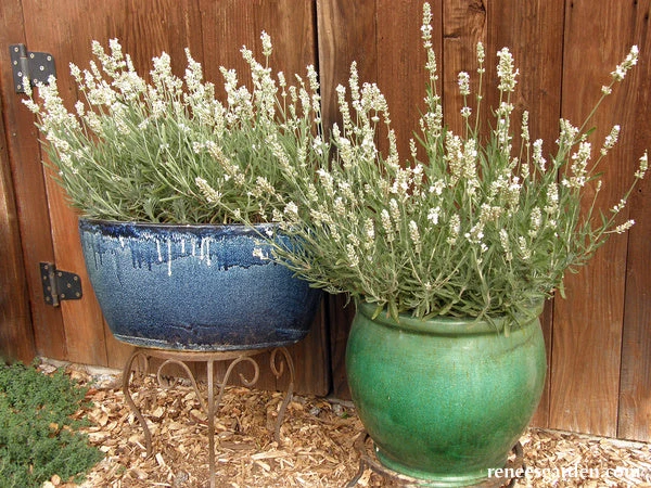 White Ice Lavender 14 White Ice Lavender - Image 12