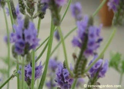 Fernleaf Lavender -Parkseed Shop lavender fernleaf3 806f56be c353 4e31 bd81 b5b63ac02860