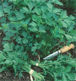 Italian “Gigante” Parsley -Parkseed Shop leaf parlsey GIGANTE dITALIA web