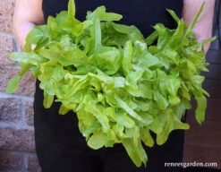 Baby Oakleaf -Parkseed Shop lettuce babyoakleaf 01