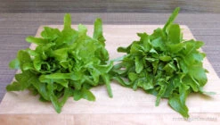 Baby Oakleaf -Parkseed Shop lettuce babyoakleaf 04