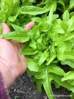 Baby Oakleaf -Parkseed Shop lettuce babyoakleaf 12