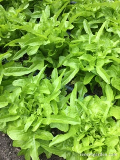 Baby Oakleaf -Parkseed Shop lettuce babyoakleaf 13