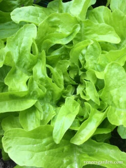 Baby Oakleaf -Parkseed Shop lettuce babyoakleaf 14