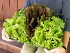 Blush Batavians -Parkseed Shop lettuce blush batavians 02 web