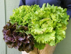 Blush Batavians -Parkseed Shop lettuce blush batavians 03 web