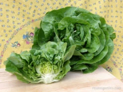Rhapsody -Parkseed Shop lettuce butterhead rhapsody 02