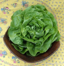 Rhapsody -Parkseed Shop lettuce butterhead rhapsody 03
