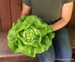 Rhapsody -Parkseed Shop lettuce butterhead rhapsody 03WEB 2 1b80b8d0 aee8 46e2 b97b c2254639dbf3