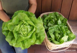 Rhapsody -Parkseed Shop lettuce butterhead rhapsody 04