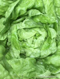 Rhapsody -Parkseed Shop lettuce butterhead rhapsody 04 9fdd42aa ef64 4b0b b871 409dfb91466e