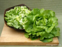 Rhapsody -Parkseed Shop lettuce butterhead rhapsody 06