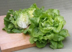 Rhapsody -Parkseed Shop lettuce butterhead rhapsody 08